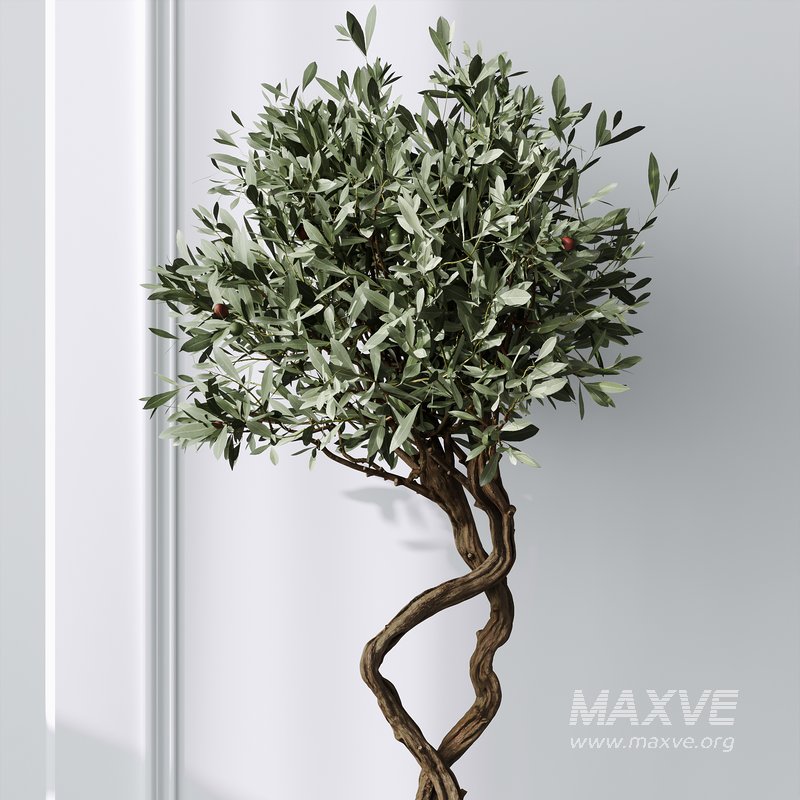 HQ Plants Mission Olive Tree Indoor Vase Set003 - Image 4