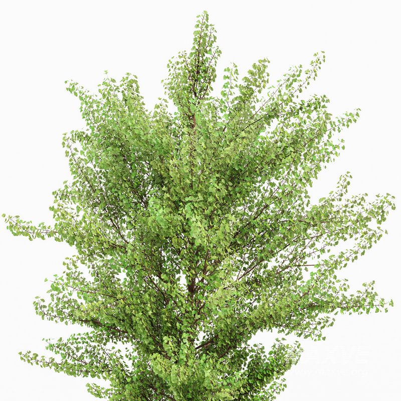 HQ Maidenhair Tree Ginkgo Biloba Gardens - Image 5