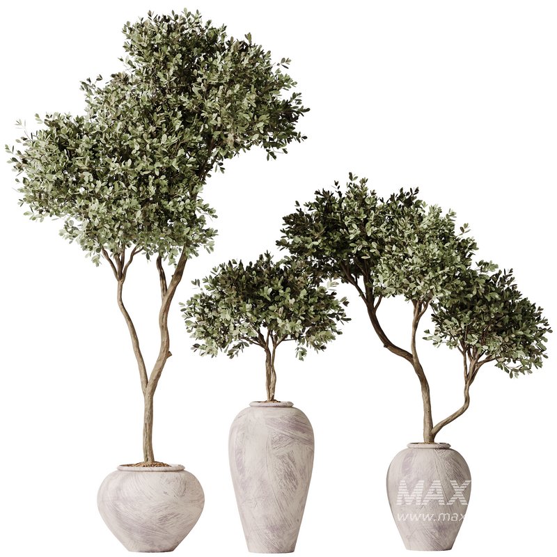 Plants Mission Olive Tree Indoor Vase Set006 - Image 5