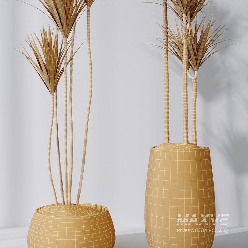 HQ Plants Yucca Elephantipes Gigantea Vase Set03 - Image 5