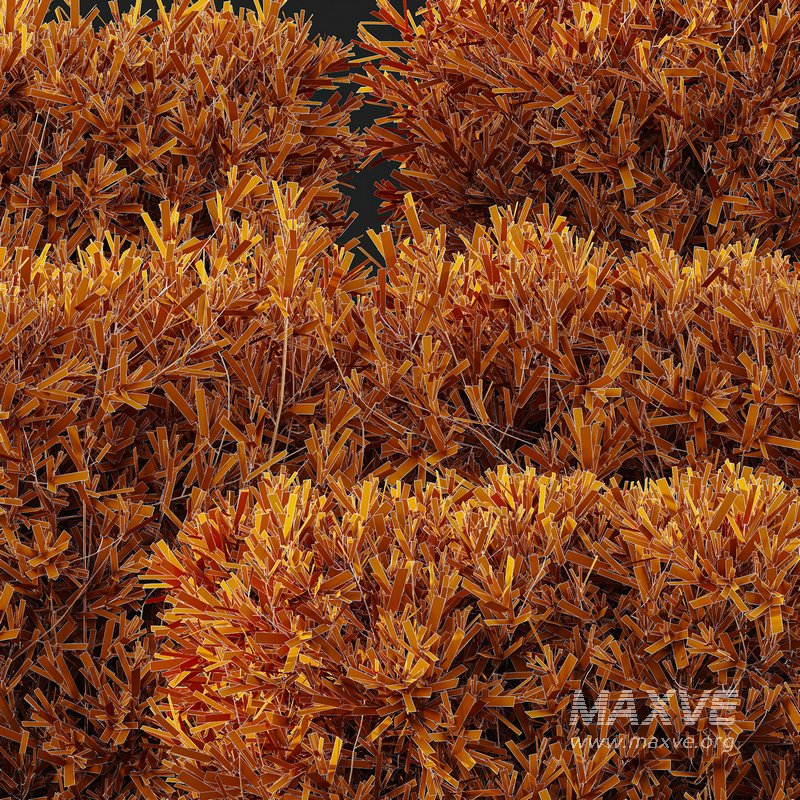 HQ Plants Montra Olive Bush - Image 5