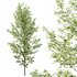 Alnus Glutinosa-3 trees - Thumbnail 5