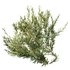 Montra Olive Bush - Thumbnail 5