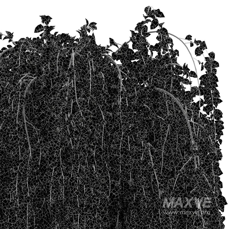 Weeping Mulberry Bagged Ornamental Chaparral - Image 5