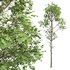 Fagus Sylvatica and Alnus Glutinosa - Thumbnail 4