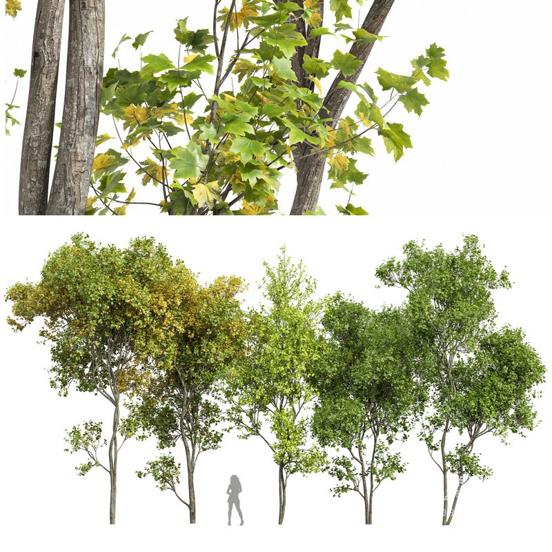 Saccharinum - Image 6