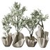 Plants Mission Olive Tree Indoor Vase Set002 - Thumbnail 5