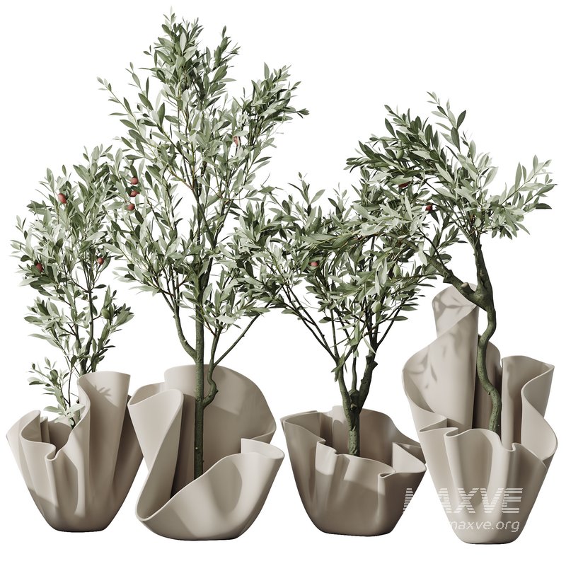 Plants Mission Olive Tree Indoor Vase Set002 - Image 5