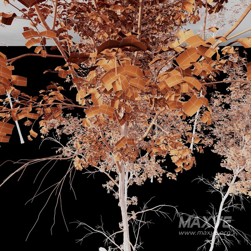 Betula Pendula - Image 6