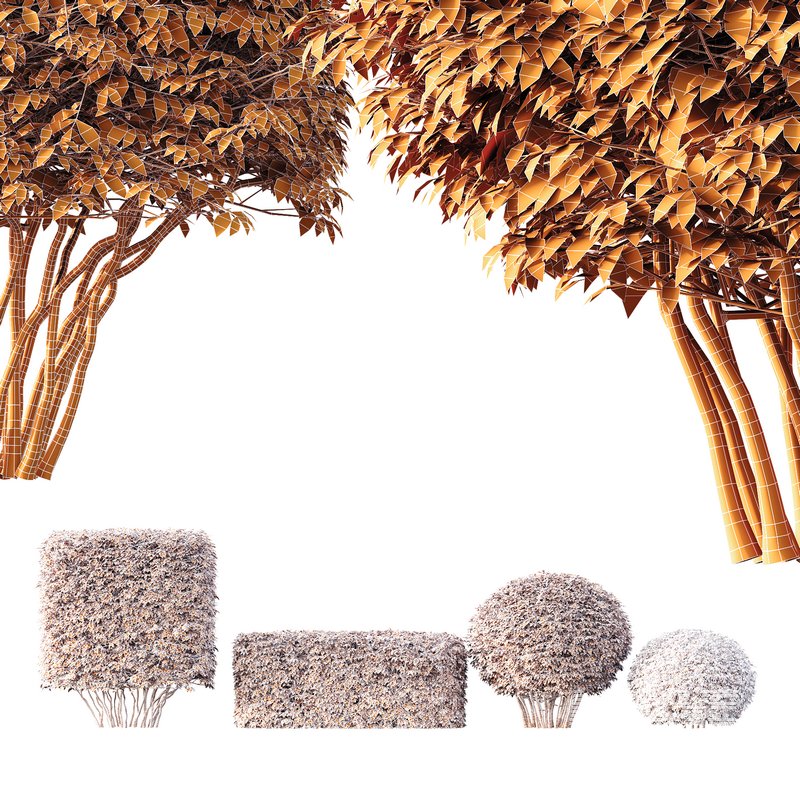 HQ Dwarf Yaupon Holly Spherical Cone Spherical Box hedge - Image 6