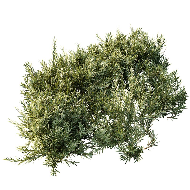 Montra Olive Bush - Image 7