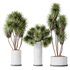 Plants Yucca Elephantipes Gigantea Vase Set04 - Thumbnail 1