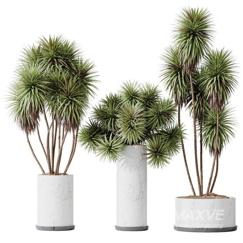 Plants Yucca Elephantipes Gigantea Vase Set04 - Image 1