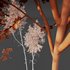 Betula Pendula and Castanea Sativa - Thumbnail 6