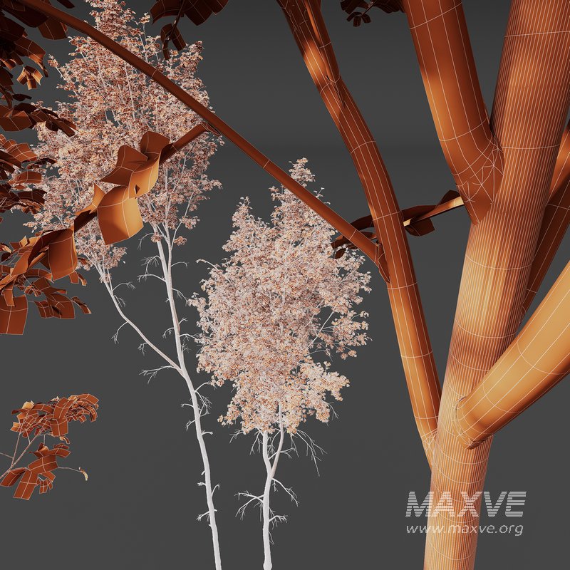 Betula Pendula and Castanea Sativa - Image 6