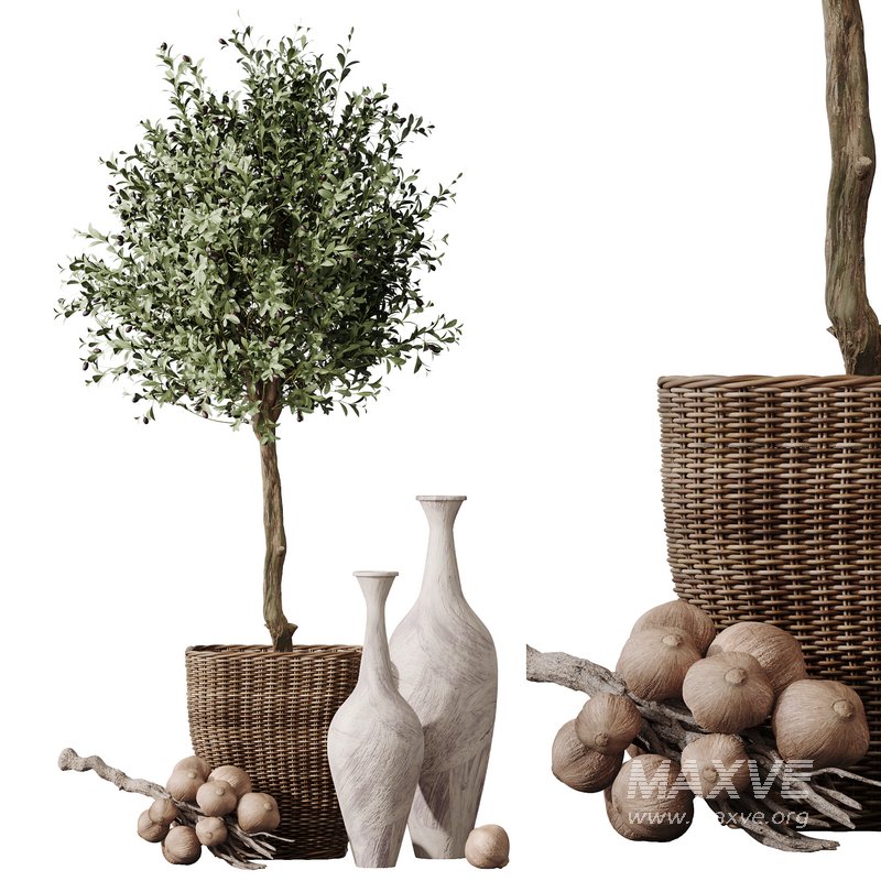 HQ Plants Mission Olive Tree Indoor Vase Set005 - Image 5