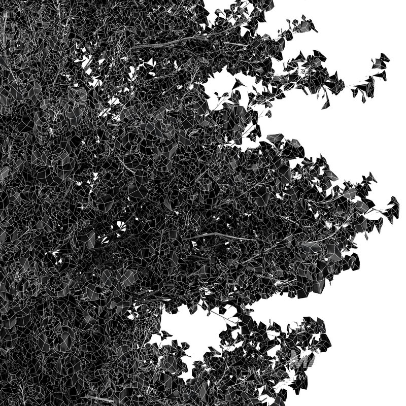 HQ Maidenhair Tree Ginkgo Biloba Gardens - Image 6