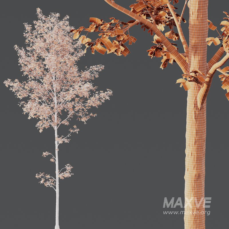 Fagus Sylvatica and Alnus Glutinosa - Image 5