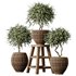 Plants Mission Olive Tree Indoor Vase Set004 - Thumbnail 5