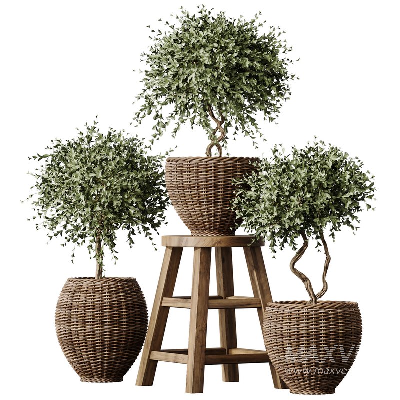 Plants Mission Olive Tree Indoor Vase Set004 - Image 5