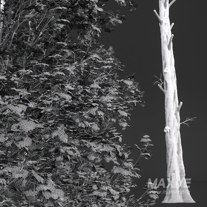 Fagus Sylvatica and Alnus Glutinosa - Image 6