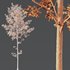 Alnus Glutinosa-3 trees - Thumbnail 7