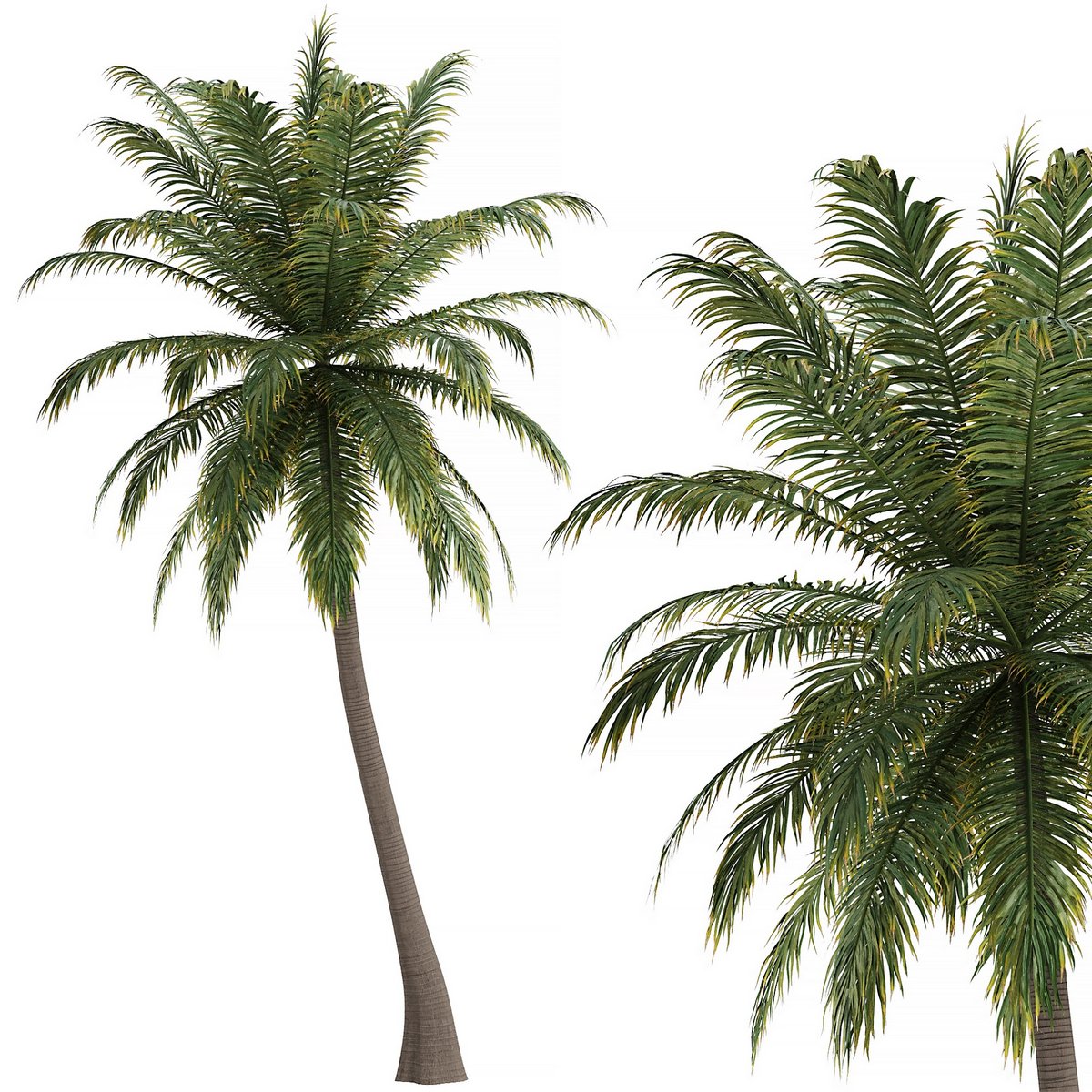 Hawaii Palm Tree - Image 1