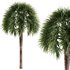 Tropical Palm Tree - Thumbnail 1