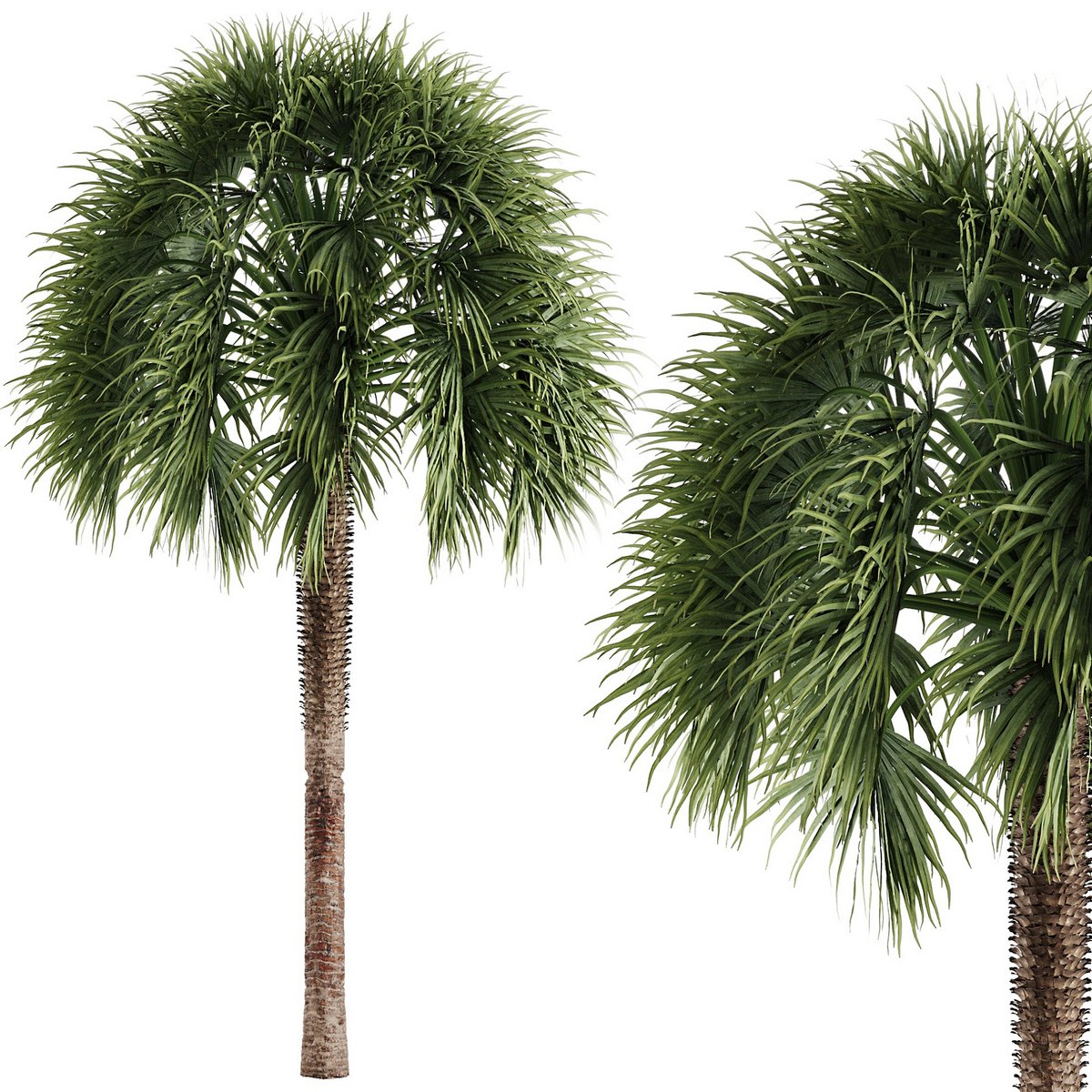 Tropical Palm Tree - Image 1