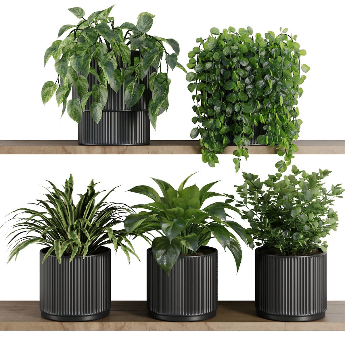 Plants on Shelf SetV6 - Image 1