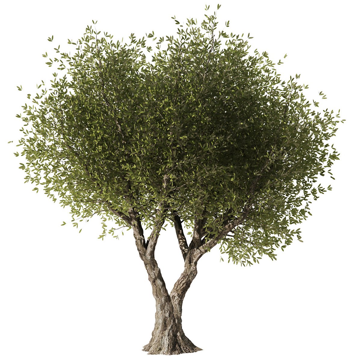 Olive Tree Set7 - Image 1