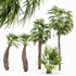 Mexican Fan Palm and Canary Island Date Palm and Sabal Palmetto Cabbage Palm-14 trees - Thumbnail 3