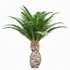 Mexican Fan Palm and Canary Island Date Palm and Sabal Palmetto Cabbage Palm-14 trees - Thumbnail 4