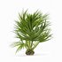 Mexican Fan Palm and Canary Island Date Palm and Sabal Palmetto Cabbage Palm-14 trees - Thumbnail 5