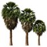 Tropical Palm Tree2 - Thumbnail 1