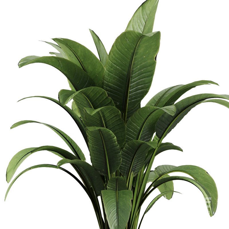 Indoor Plant Set V39 - Image 3