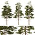 Pine tree set2 (3 Trees) - Thumbnail 1