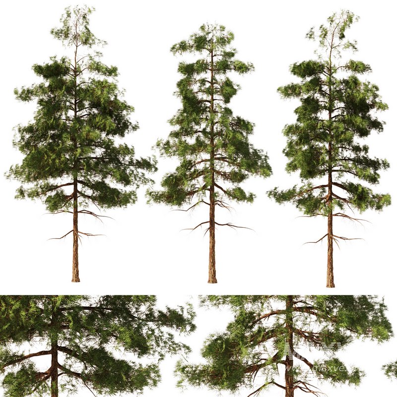 Pine tree set2 (3 Trees) - Image 1