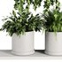 Plants on Shelf SetV7 - Thumbnail 2