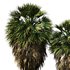 Tropical Palm Tree2 - Thumbnail 2
