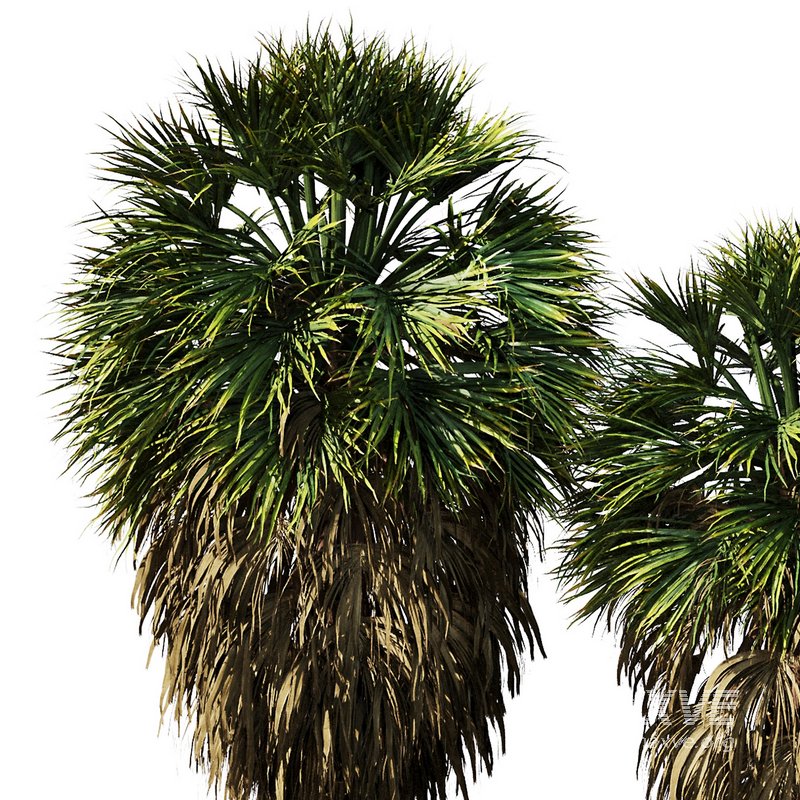 Tropical Palm Tree2 - Image 2