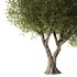 Olive Tree Set7 - Thumbnail 2
