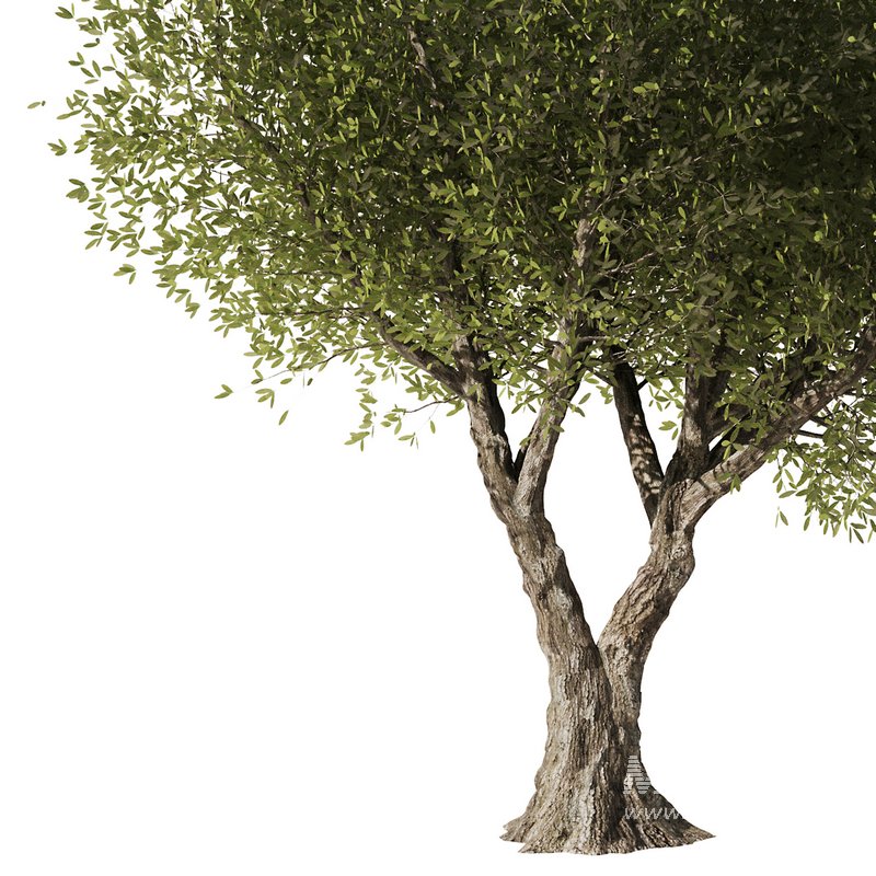 Olive Tree Set7 - Image 2