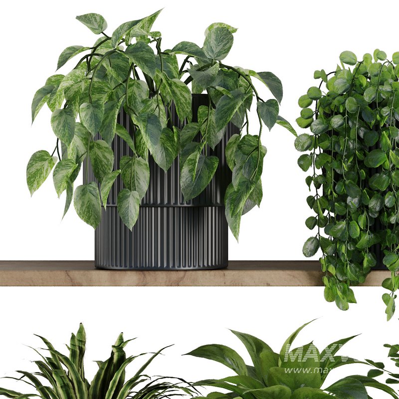 Plants on Shelf SetV6 - Image 2