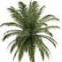 Hawaii Palm Tree - Thumbnail 2