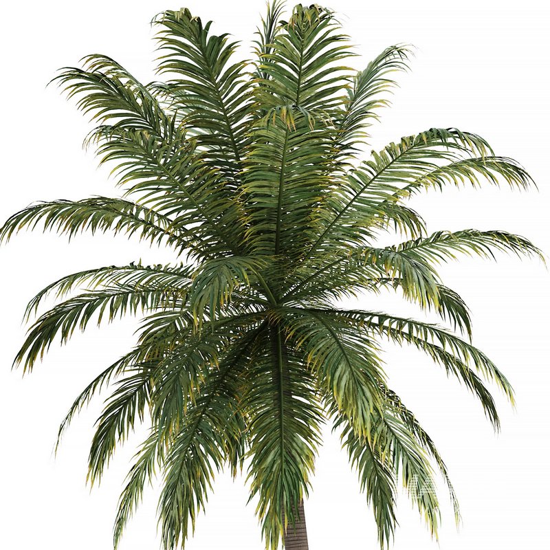 Hawaii Palm Tree - Image 2