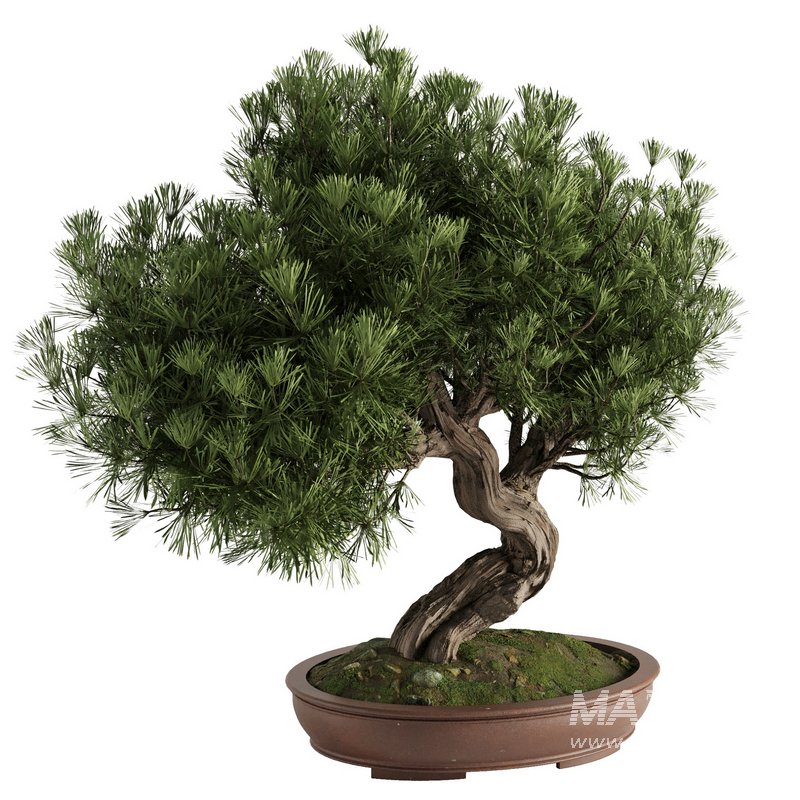 Bonsai Tree set4 - Image 1