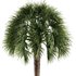 Tropical Palm Tree - Thumbnail 2