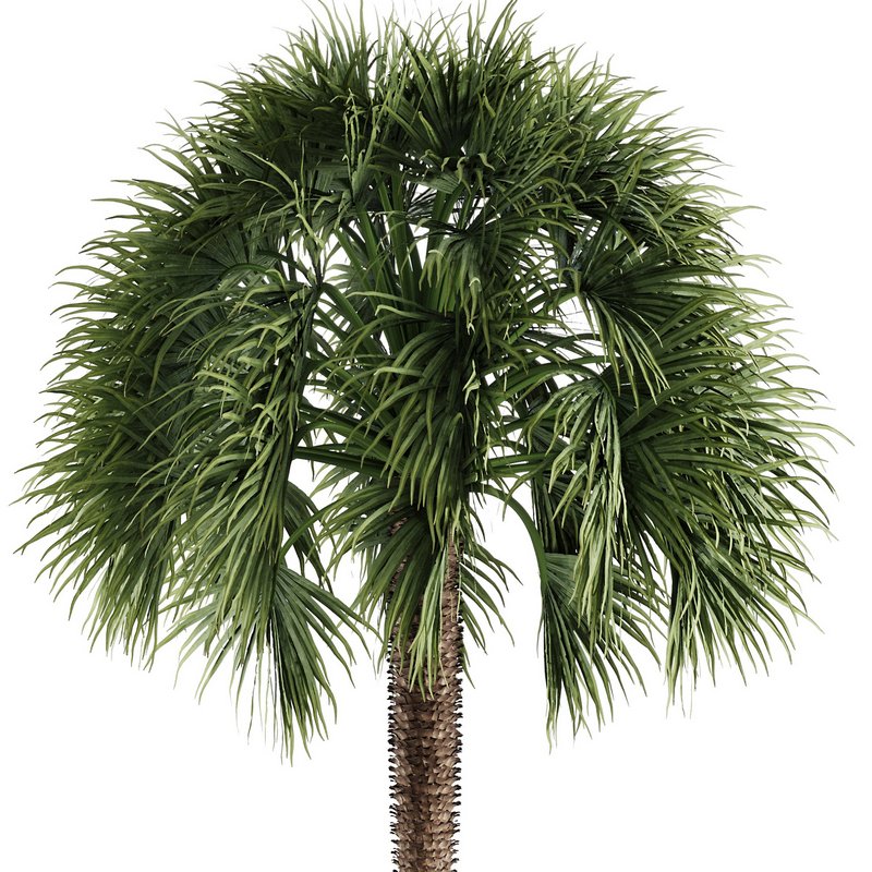 Tropical Palm Tree - Image 2