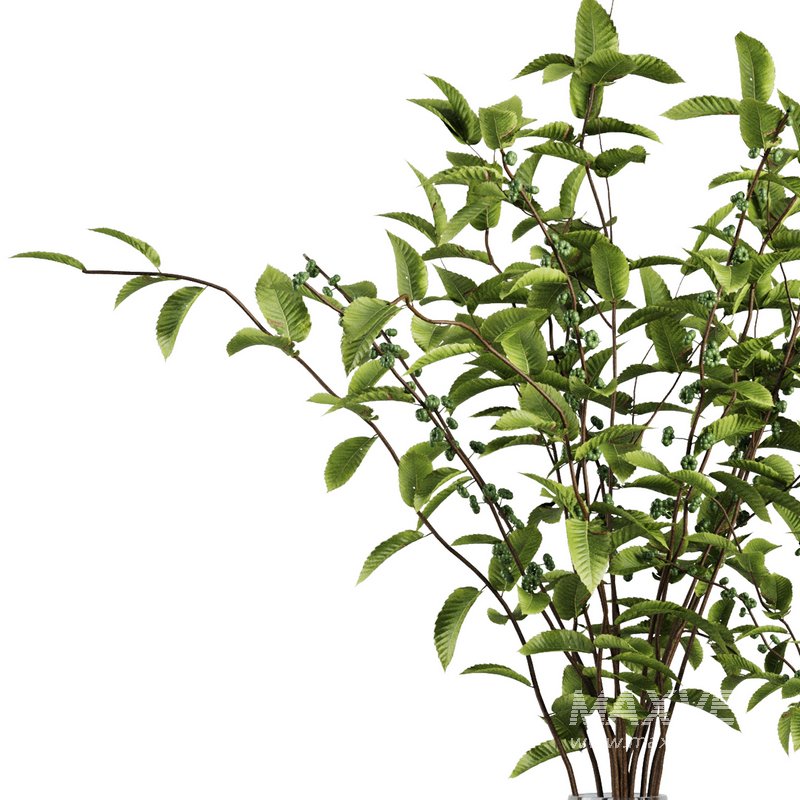 Bouquet Vase Set5 - Image 2